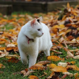 a kitty in the leaves