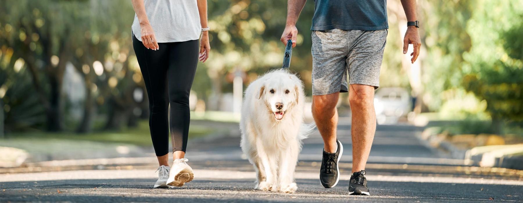 a man and a woman walking a dog on a leash